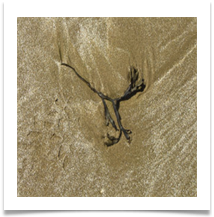 At Low Tide - John North